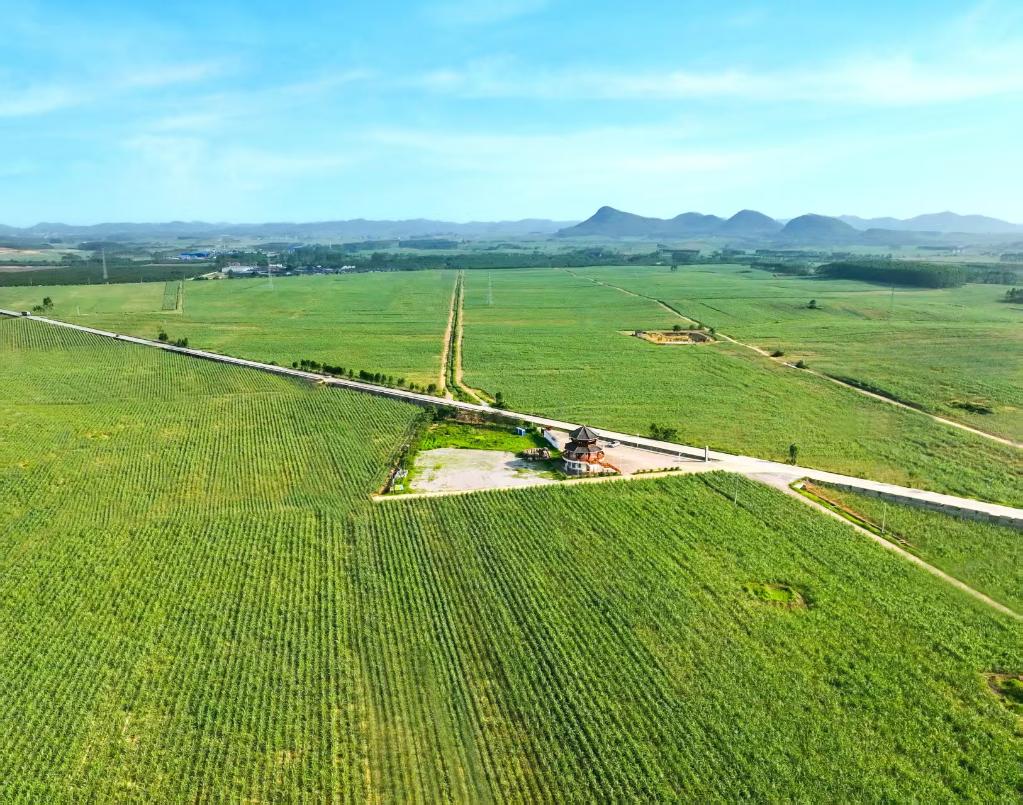 习近平总书记关切事｜一根甘蔗“两头甜”——把地方特色产业做优