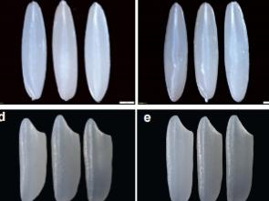 中国科学家揭示水稻“无胚”之谜